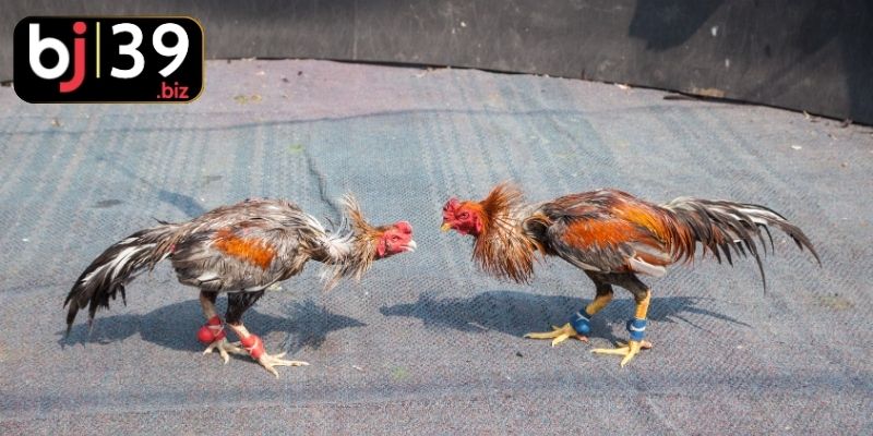 Bí quyết nhận biết gà chiến tiềm năng thắng lớn