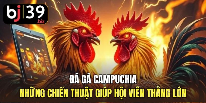 Đá Gà Campuchia | Những Chiến Thuật Giúp Hội Viên Thắng Lớn