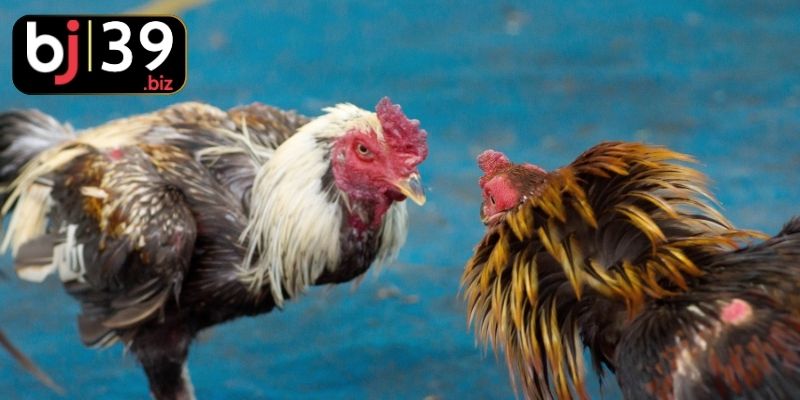 Kế hoạch soi gà chiến có tiềm năng thắng nhất
