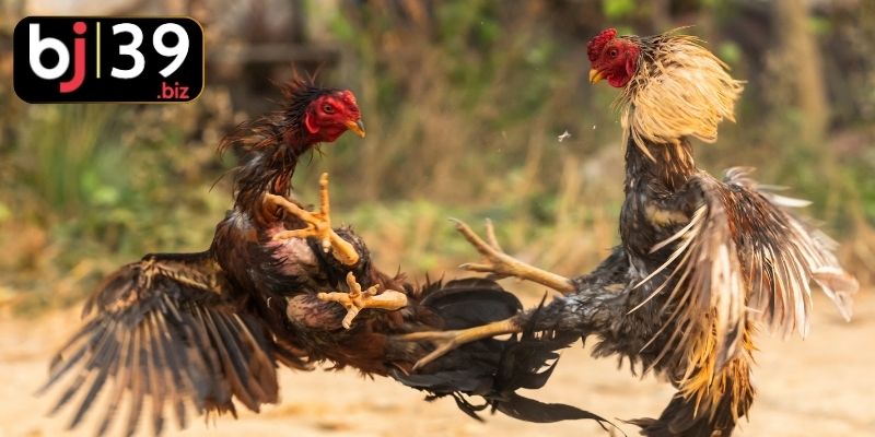 Khám phá chuyên sâu thông tin về đá gà tre