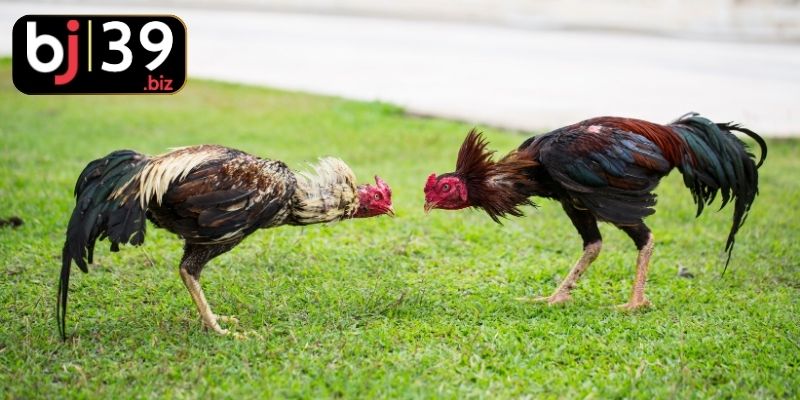 Phân loại các hình thức chọi kê phổ biến trên thị trường