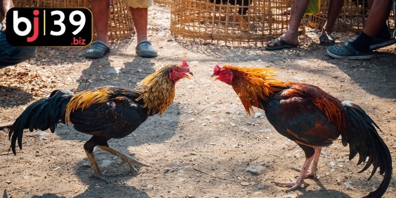 Tìm hiểu nguồn gốc và thông tin thú vị về đá gà campuchia