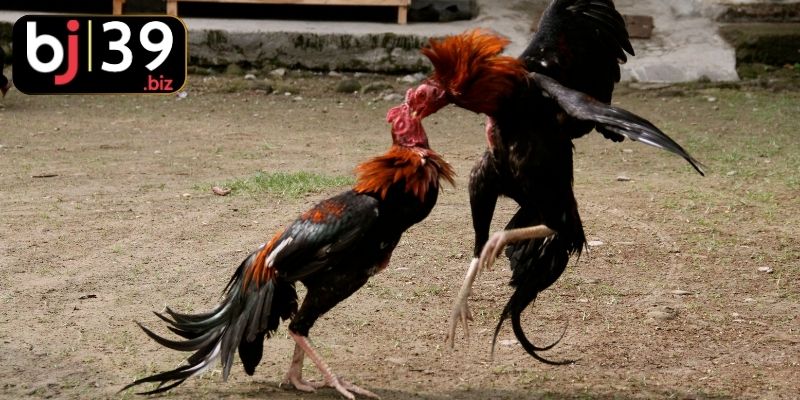 Ưu điểm vượt trội khiến dạng cược này thu hút người chơi